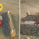 Illustration for article titled 12 More Viral Photos That Are Totally Fake